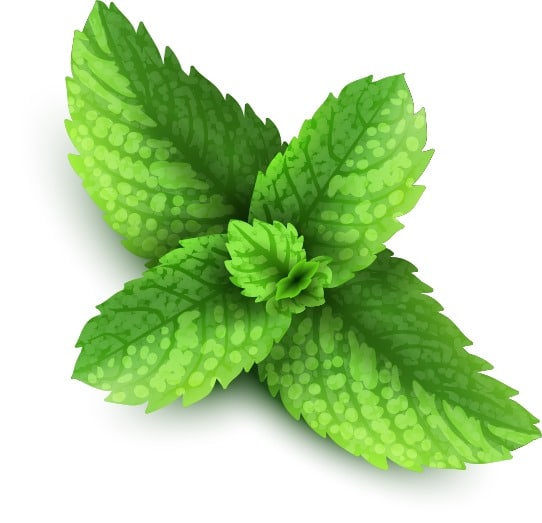 Mint, Peppermint